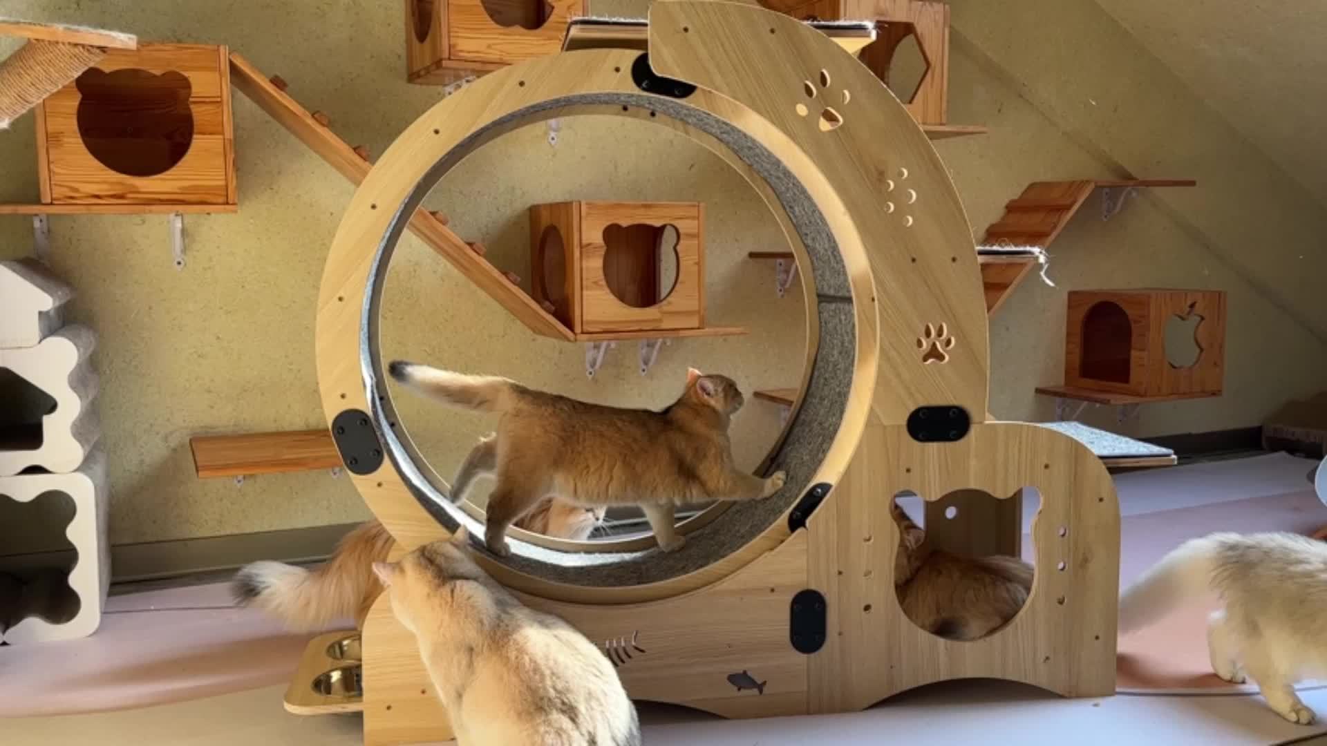 4 in 1 Cat Exercise Wheel 78.3cm Diameter Sturdy Noiseless Treadmill with Locking Mechanism Carpeted Runway Weight Loss Pet Sports Equipment