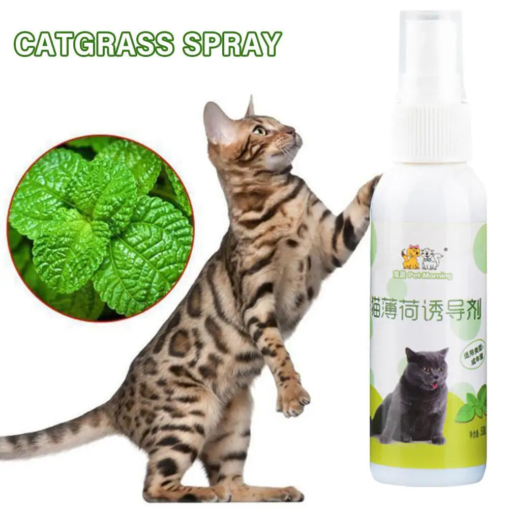 20/50ml Catnip Spray for Kittens And Cats Healthy Ingredients Attractant Easy to Use Safe Pet Toy Plastic Material from Guangdong