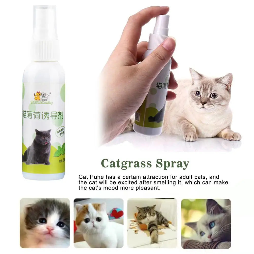 20/50ml Catnip Spray for Kittens And Cats Healthy Ingredients Attractant Easy to Use Safe Pet Toy Plastic Material from Guangdong
